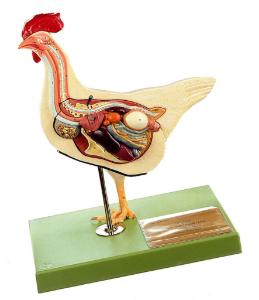 Somso® Domestic Hen Model