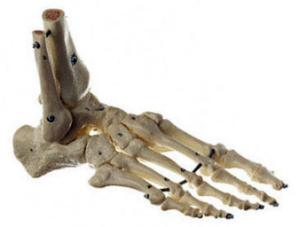 Somso® Flexible Articulated Foot Skeleton