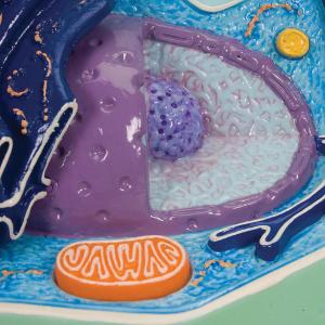 Plant Cell Model