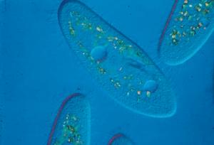 Live Paramecium aurelia