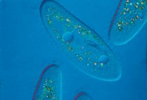 Live Paramecium aurelia