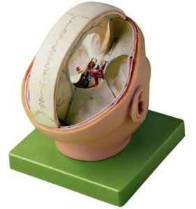 Somso® Proportions of the Dura Mater Model