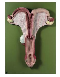 Genital Organs of a Mare Model