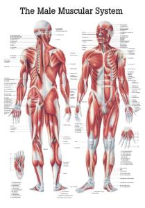 Rudiger Human Systems Charts