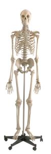 Rudiger® Life-Size Human Skeleton Model