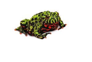 Fire Bellied Toad
