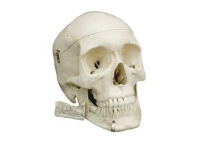 Rudiger® Life-Size Human Skeleton Model