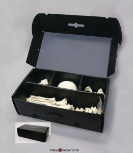 BoneClones® Plastic Bone Storage