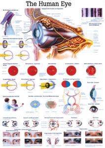 Rudiger Human Systems Charts