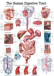 Rudiger Human Systems Charts