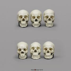 BoneClones® 1:2 Scale Regional Human Skull Sets