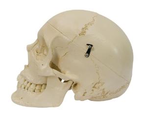 Rudiger® Dentition Skull