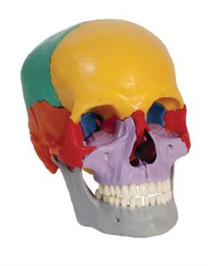 Rudiger® Teaching Skull