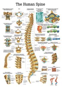 Rudiger Human Systems Charts