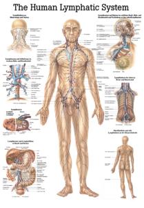 Rudiger Human Systems Charts