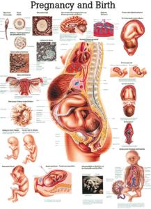 Rudiger Human Systems Charts