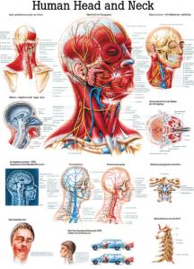 Rudiger Human Systems Charts