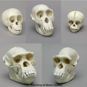 BoneClones® How We Got Here Skull Sets