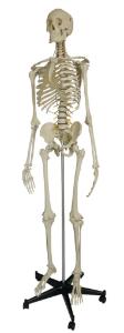 Rudiger® Flexible Skeletons