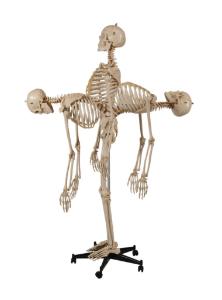 Rudiger® Flexible Skeletons