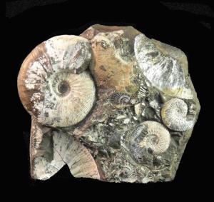 Kosmoceras sp. (Jurassic)