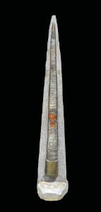 Orthoceras sp. (Devonian)