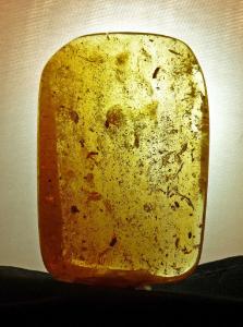 Insects in Copal (Holocene)