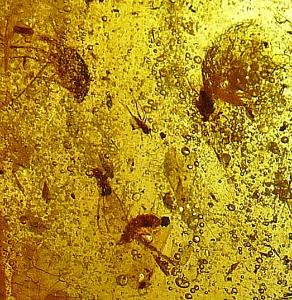 Insects in Copal (Holocene)