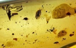 Insects in Copal (Holocene)