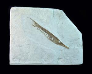 Centriscus strigatus (Pliocene)