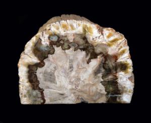 Araucaria sp. (Triassic)