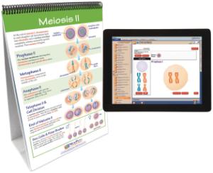 Flipchart with Multimedia Lesson:Meiosis