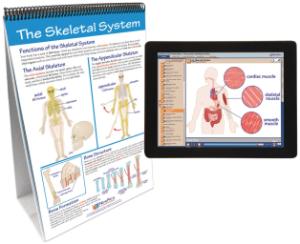 Flipchart with Multimedia Lesson:Humbody 1