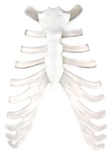Eisco® Individual Bones, Axial