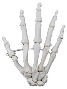 Eisco® Individual Bones, Appendicular