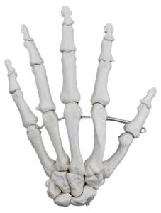 Eisco® Individual Bones, Appendicular