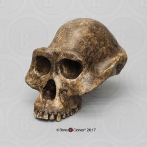 BoneClones® Economy Hominid Crania