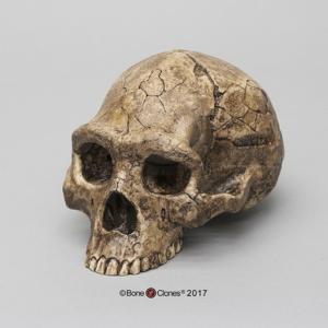 BoneClones® Economy Hominid Crania