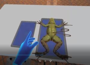 VR frog dissection