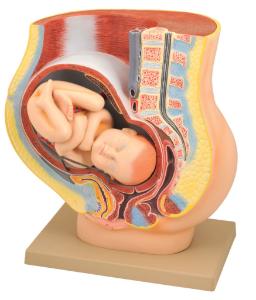 Female Pelvis with Fetus