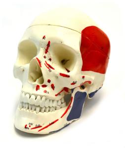 Eisco® Painted Muscular Skull