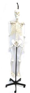Eisco® Articulated Skeleton Model