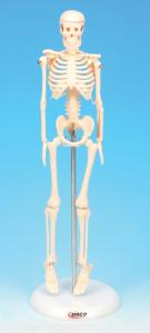 Eisco® Miniature Skeleton On Stand