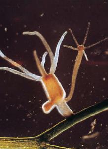 Ward's® Live Brown Hydra (<i>Hydra littoralis</i>)