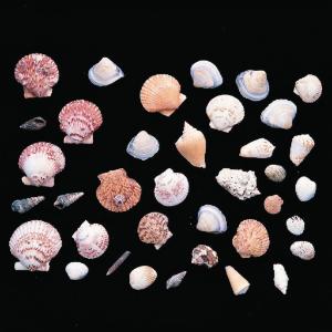 Shell Assortment