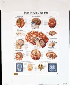 Rudiger Human Systems Charts