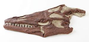 <i>Mosasaurus</i> sp. (Cretaceous)