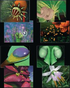 Secret Life of Plants Video Set