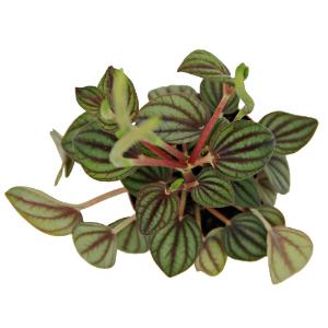 Assorted peperomia