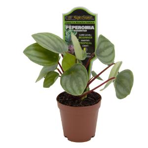 Assorted peperomia